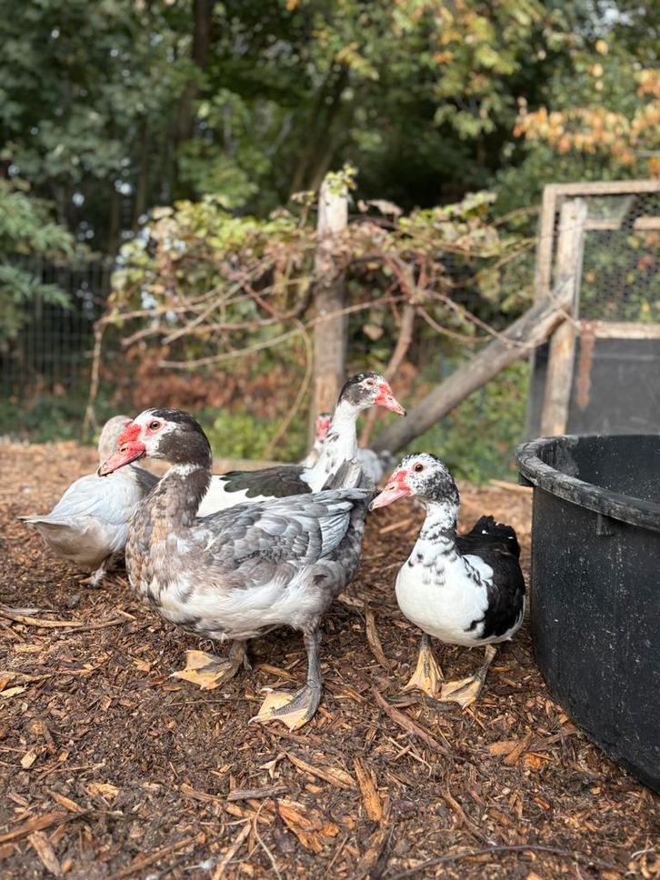 Muskuseend / Barbarie-eenden, Dieren en Toebehoren, Pluimvee, Eend, Meerdere dieren