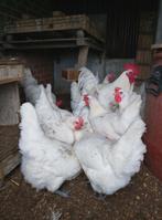 Broedeieren Poule de Bresse, Dieren en Toebehoren, Pluimvee