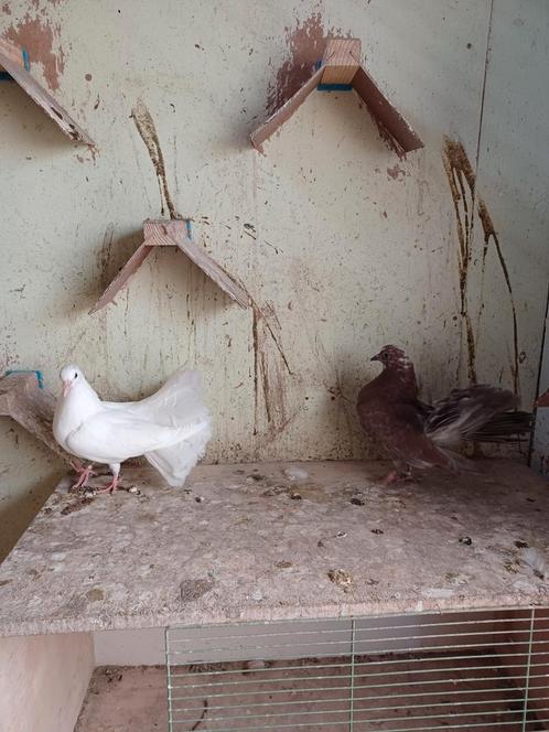 Pauwstaartjes -Helmduifjes, Dieren en Toebehoren, Vogels | Duiven