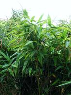 Bamboe Faresia Murieliae, Tuin en Terras, Planten | Struiken en Hagen, Haag, Bamboe, Ophalen, 100 tot 250 cm