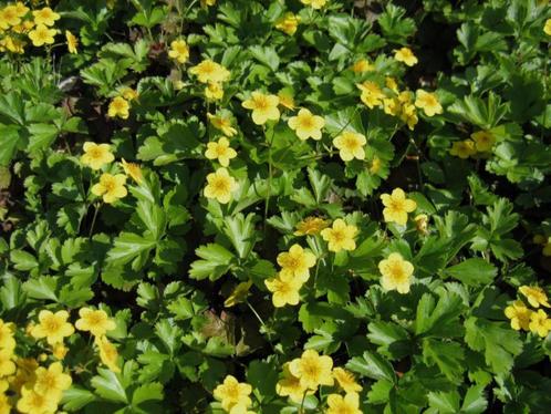 Waldsteinia ternata, Jardin & Terrasse, Plantes | Jardin, Plante fixe, Couvre-sol, Mi-ombre, Enlèvement