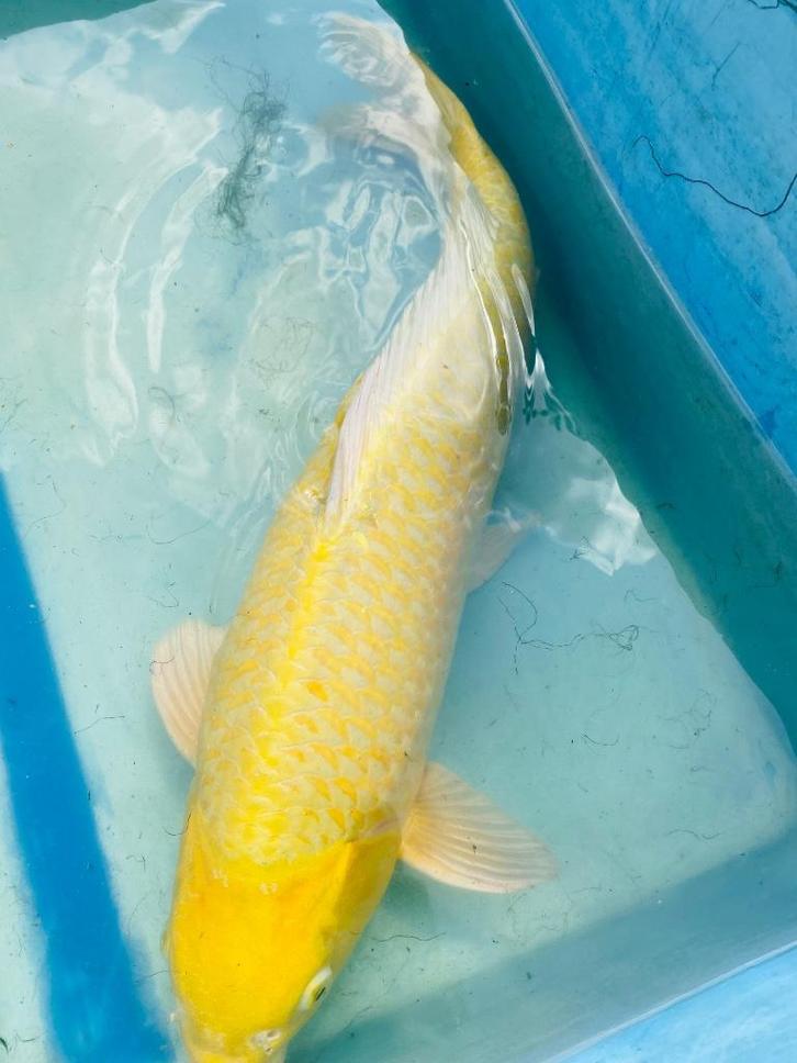 HQ Yamabuki Izumiya 57-60cm, Dieren en Toebehoren, Vissen | Vijvervissen, Karper of Koi