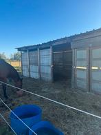 Steenschotten te koop, Dieren en Toebehoren, Paarden