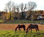 DSL IX paardenbox, 2 of 3 paarden of pony's, Weidegang