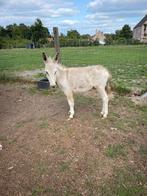 Ezel hengst bont, Dieren en Toebehoren, Paarden, Hengst