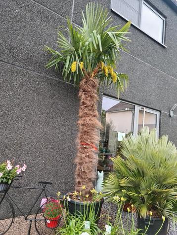 Palmboom Trachycarpus Fortunei  - Winterharde palmboom 