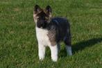 Chiots Akita américains à vendre, 15 semaines à 1 an, Étranger, Parvovirose, Autres races