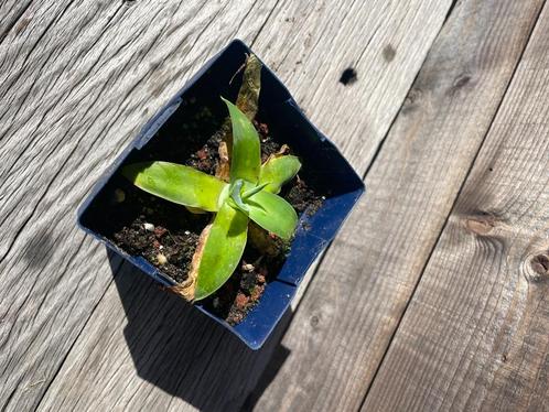 Agave Attenuata 'Zwanenhals-agave' (Vaste Prijs), Tuin en Terras, Planten | Tuinplanten, Vaste plant, Overige soorten, Volle zon