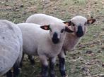 Hampshire down ooi lammeren, Dieren en Toebehoren