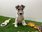 Fox Terrier pups, Dieren en Toebehoren, België, 8 tot 15 weken, CDV (hondenziekte), Meerdere