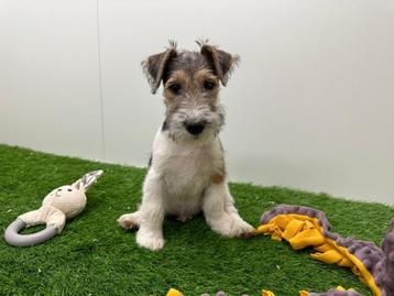 Chiots Fox Terrier, Chien (mâle), Parvovirose, Autres races, Belgique