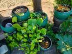 beton bloempotten, Tuin en Terras, Ophalen, Gebruikt, Beton, Tuin