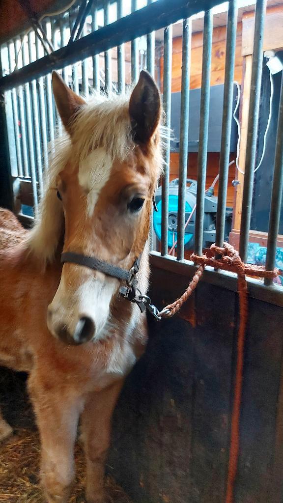 Groot lief haflinger Hengstveulen, Animaux & Accessoires, Chevaux, Étalon