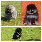 Chiot poméranien Bearface crème pour chien de zibeline Black, Animaux & Accessoires, Chiens | Huskys, Loulous & Types primitifs