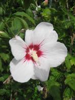 hibiscus boompjes, Tuin en Terras, Planten | Tuinplanten, Ophalen, Zomer, Vaste plant