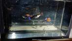 Black Neon Redtail Dumbo Guppen 1M3F, Ophalen, Zo goed als nieuw
