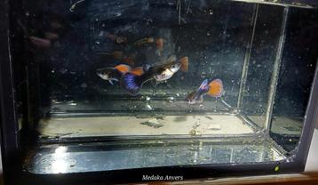 Black Neon Redtail Dumbo Guppen 1M3F beschikbaar voor biedingen