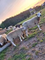 Swifter dekbok, Mannelijk, Schaap, 0 tot 2 jaar