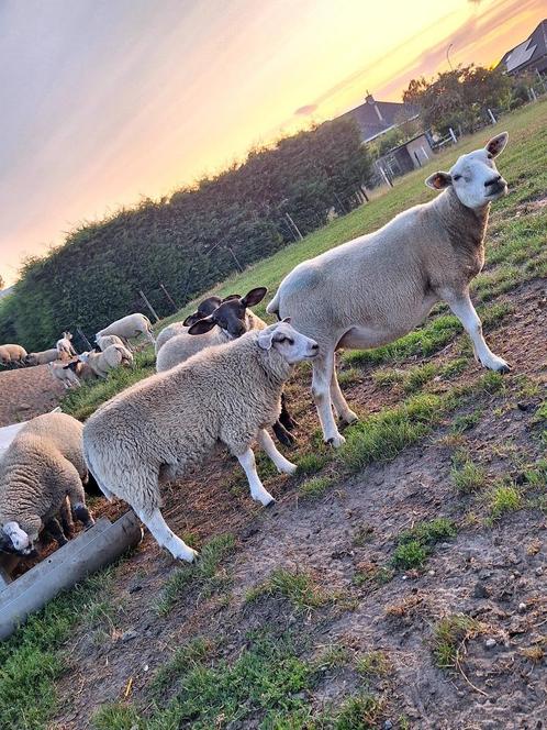 Swifter dekbok, Dieren en Toebehoren, Schapen, Geiten en Varkens, Schaap, Mannelijk, 0 tot 2 jaar