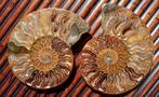 Belle paire d'ammonites fossiles polies et découpées, Collections, Minéraux & Fossiles, Fossile, Enlèvement ou Envoi