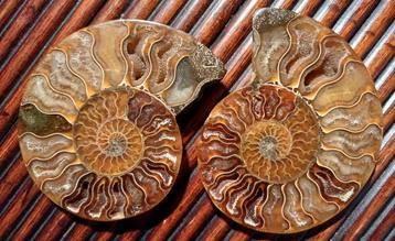 Belle paire d'ammonites fossiles polies et découpées