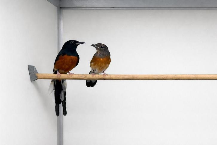 Koppel Shamalijster, Dieren en Toebehoren, Vogels | Overige Vogels, Tropenvogel, Meerdere dieren, Geringd
