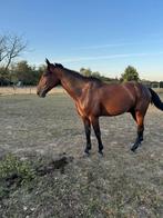 Lief weidemaatje te koop, Dieren en Toebehoren, Paarden, Ruin, Niet van toepassing, Ontwormd, 7 tot 10 jaar