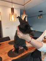 Vlamese Reus, Dieren en Toebehoren, Konijnen