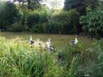 Vlaamse Ganzen, Dieren en Toebehoren, Pluimvee, Meerdere dieren, Gans of Zwaan