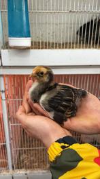 Poussins Wyandotte, Animaux & Accessoires, Plusieurs animaux, Domestique