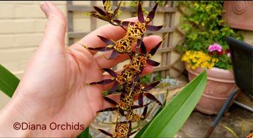 Bloeiende Orchidee Brascidostele Gilded Tower Mystic Maze beschikbaar voor biedingen