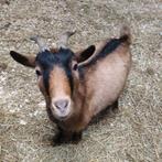 Lieve drachtige geit ️, Chèvre