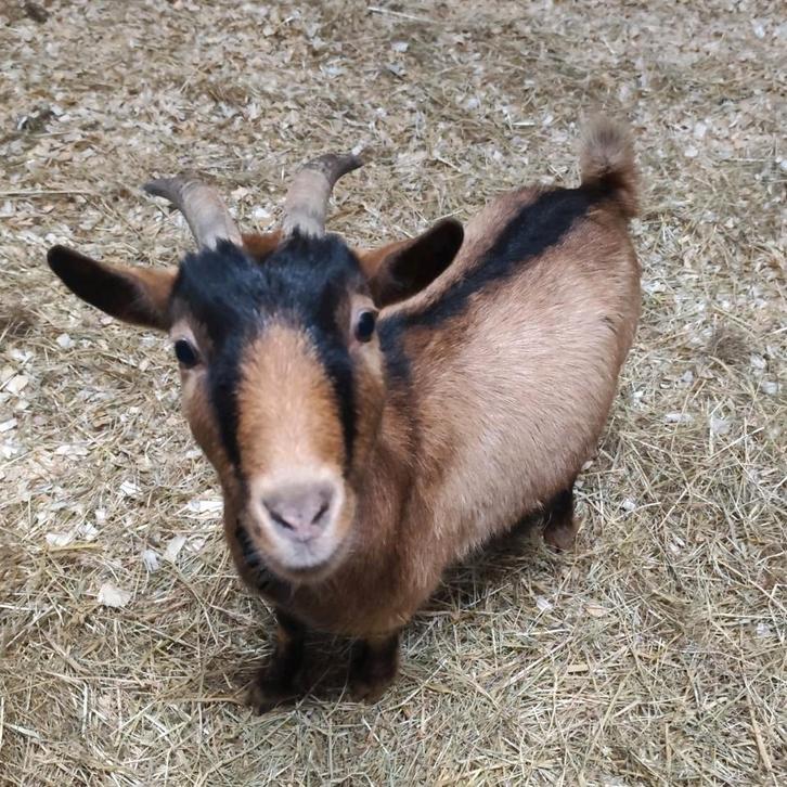 Lieve drachtige geit ️, Dieren en Toebehoren, Schapen, Geiten en Varkens, Geit