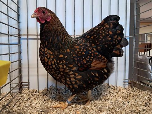 Broedeieren wyandotte, Dieren en Toebehoren, Pluimvee, Kip, Geslacht onbekend