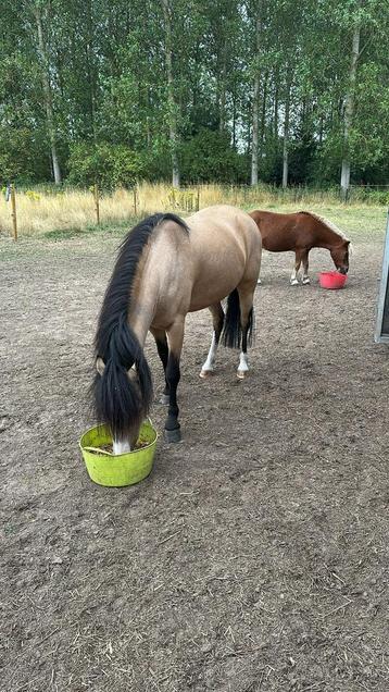 Grote shetlander gezocht, Étalon, Poney A (jusqu'à 1.17 m)