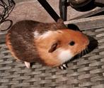 Jonge, mannelijke cavia (eigen kweek)€8, Asse, 048637750, Dieren en Toebehoren, Knaagdieren, Mannelijk, Cavia