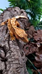 Wimpergekko vrouw