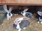 Vlaamse reuzen, Dieren en Toebehoren, Konijnen