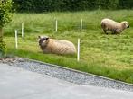 Hampshire down jong schaap, Mouton, Femelle, 0 à 2 ans
