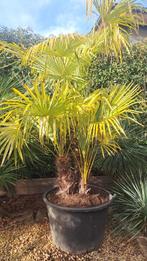 palmbomen, Tuin en Terras, Planten | Bomen, Halfschaduw, 100 tot 250 cm, Palmboom, Ophalen