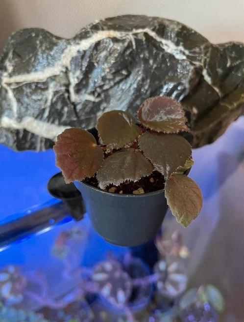 Begonia Aketajawensis darkform, Huis en Inrichting, Kamerplanten, Overige soorten, Bloeiende kamerplant, In pot, Ophalen of Verzenden