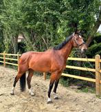 Lieve sportieve ruin, Dieren en Toebehoren, Paarden, Ruin