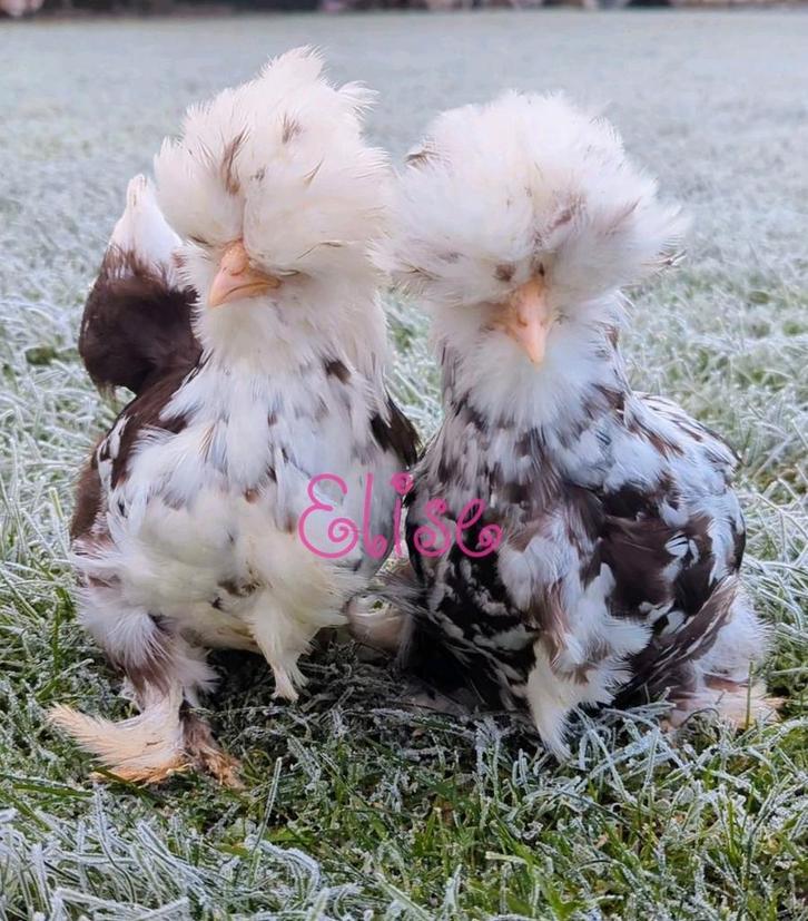 Broedeieren usa zijdehoen zijdehoenders kippen, Dieren en Toebehoren, Pluimvee, Kip