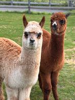 2alpaca cria’s, Dieren en Toebehoren, Overige Dieren, Juni, Mannelijk