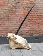 Schedel unicorn paard skull taxidermie opgezette hert gewei, Verzamelen, Ophalen, Paard, Schedel