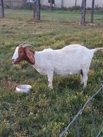 Boergeit, Dieren en Toebehoren, Schapen, Geiten en Varkens