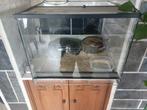 Terarium + kopel python + attributen, Ophalen, Zo goed als nieuw