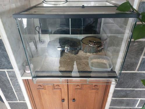 Terarium + kopel python + attributen, Dieren en Toebehoren, Reptielen en Amfibieën | Toebehoren, Zo goed als nieuw, Ophalen