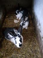 Vleeskonijnen, Dieren en Toebehoren, Schapen, Geiten en Varkens