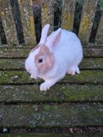 Dwergkonijn Ram, Dieren en Toebehoren, Mannelijk, Dwerg, 0 tot 2 jaar